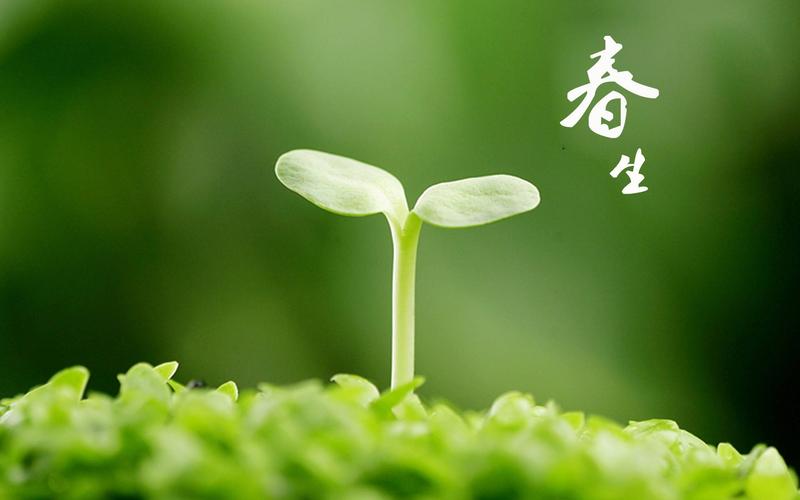 The Benefits of Herbal Remedies in Health and Wellness